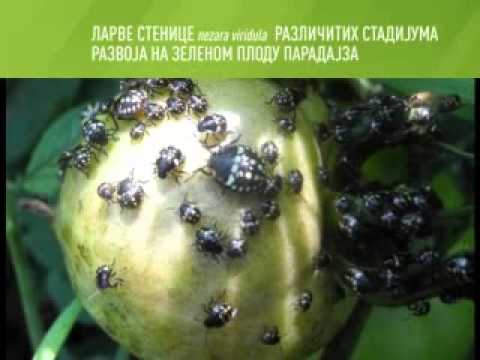 Zelena prognoza 11.8.2014. - Stenica Nezara viridula u povrtarskim i ratarskim usevima