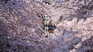 Shakujii Kawa Cherry Blossoms video preview