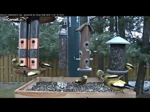 Evening Grosbeaks Forage In The Snow – Nov. 7, 2018