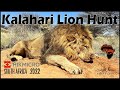 Hunting Lion in the Kalahari desert