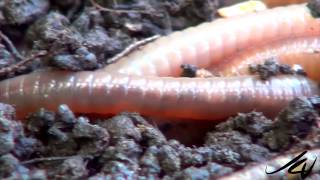 Earthworm -  aka dew worm, rainworm, night crawler  - Macro Close Up  - YouTube