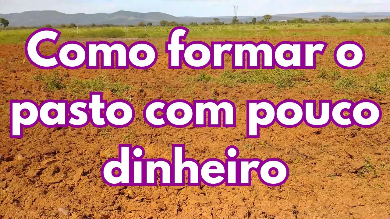 Como formar o pasto com pouco dinheiro