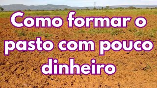 Como formar o pasto com pouco dinheiro