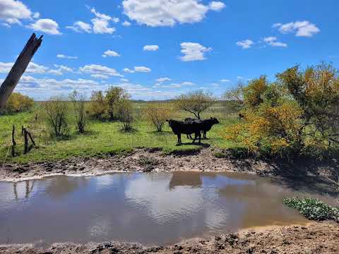 Venta de 1.262 Has. en La Paz - Entre Rios: Contacto: Luis Piccardo & Asociados + 54 9 3773 465107