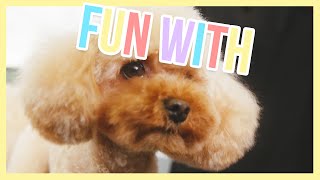 Koos the dog getting a haircut - Fun with | Furry Friends