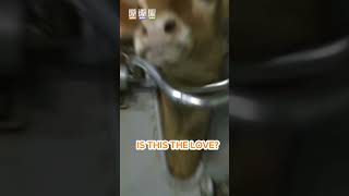 What is the definition of true love?