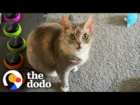 This Cat's Favorite Word Is Exactly What You'd Expect | The Dodo Cat Crazy