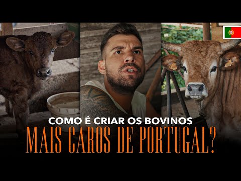 COMO É CRIAR OS BOVINOS MAIS CAROS DE PORTUGAL? Chef Lucas Fernandes
