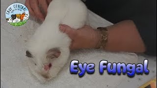Guinea pig fungal ring worm or mites - loosing hair around eye area with Cavy Central