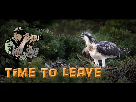 Photographing an osprey nest - final episod