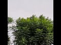 Vaigai Karai Kaatre Nillu