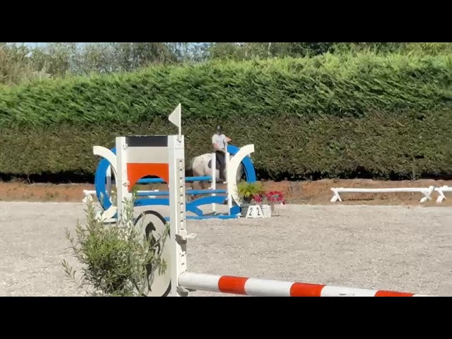 Gasby, hongre Appaloosa de 10 ans