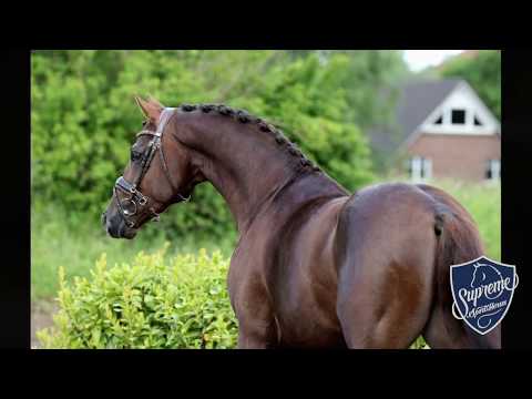 2016 Stallion by Vilancio (Vitalis x Lancet) x Jazz Time