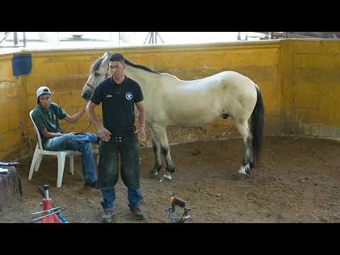 Podologia y herrería principios basicos