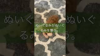 トイプードルの夏夏。ぬいぐるみがぬいぐるみを襲う。