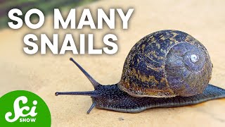 9 of the Most Abundant Animals on Earth