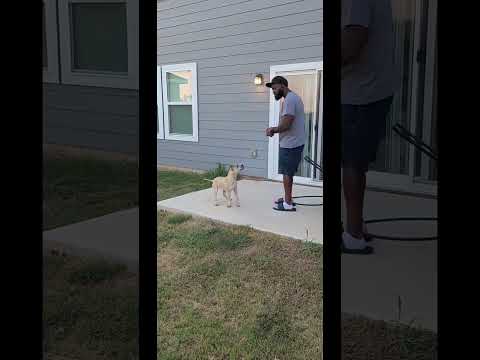 Can a Pit Bull do protection work? #workingdogs #dogcompetitions #digitaldogshow