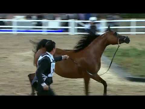 RAHAF AL ZOBARA - class winner at Kuwait International Arabian Horse Championship 2019