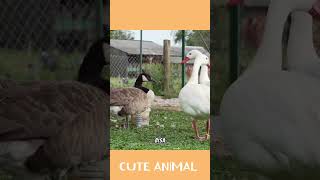 Download lagu Fakta unik angsa #angsa mp3