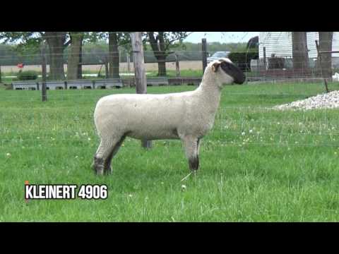 Kleinert Hampshires 4906