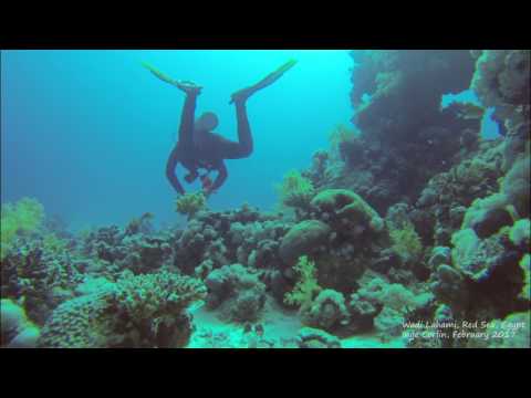 Wadi Lahami Dives 25 Feb 2017