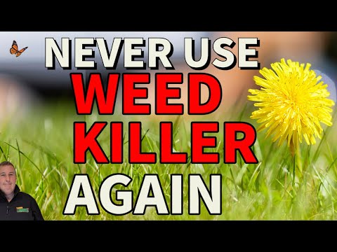 How to get rid of weeds without weed killer // Dandelions clover plantain daisy chickweed