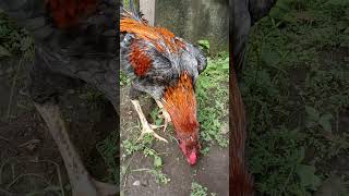 Download lagu Ayam Bangkok Klawu Geni mp3