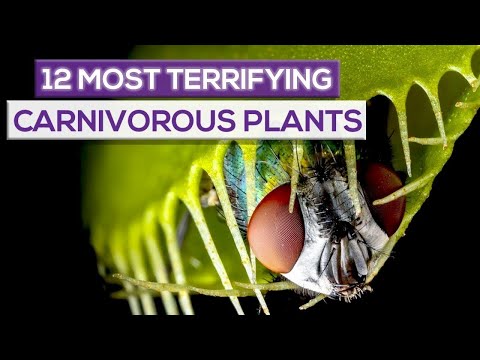 The 5 Exoplanets That Humanity Could Move Into The Future