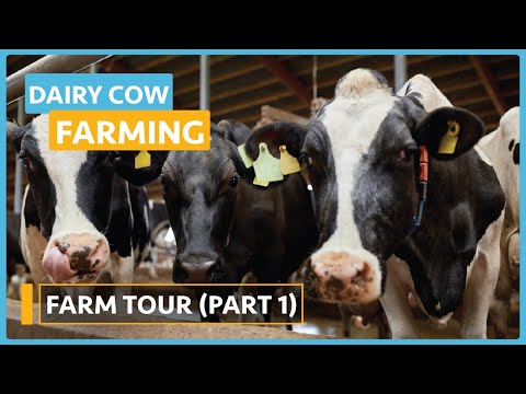 Dairy Cow Farming Lesson 1 Introduction to Dairy Farming Course