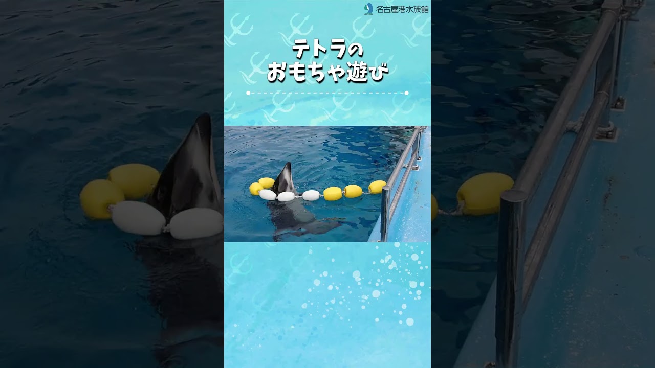 テトラのおもちゃ遊び #名古屋港水族館　#shorts 　#カマイルカ
