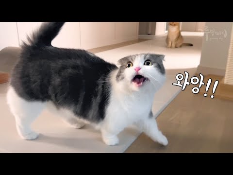 고양이 앞에서 10kg 사료가 와르르… 역대급 대참사 | 코비는 신났어요