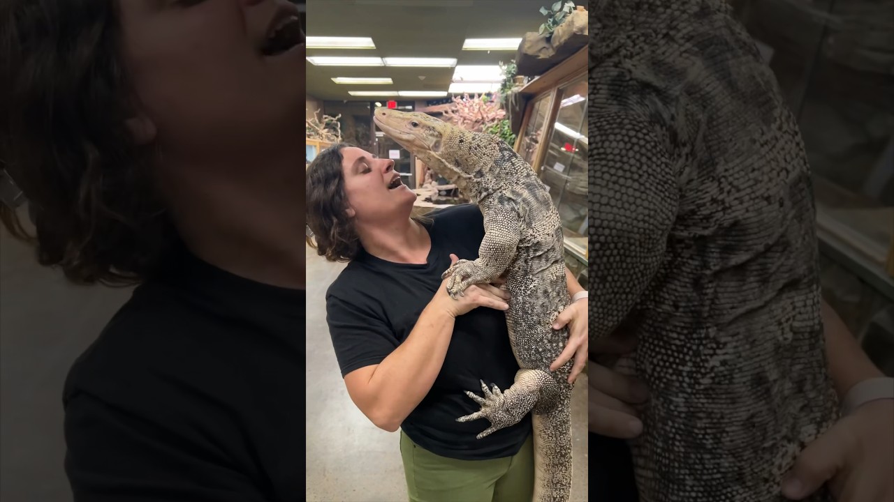 Everybody meet My Giant Friendly Monitor Lizard🥰🙌