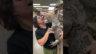 Everybody meet My Giant Friendly Monitor Lizard🥰🙌