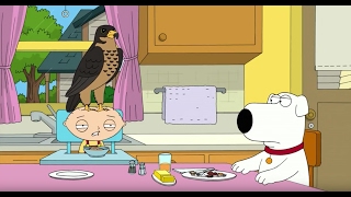 Peter&#39;s Pet Falcon - Family Guy