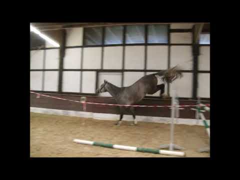 CELLESTINO 2j. v. Cellestial - Lincolm L - VB 6.500,- Euro