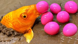 Golden Carp eel – Stop Motion ASMR Primitive Experiment Cooking Unbelievable fish eggs movement!
