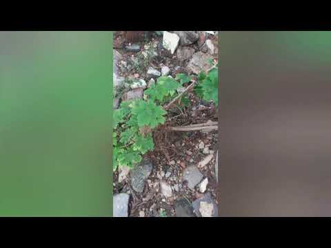 Tips to way your garden.