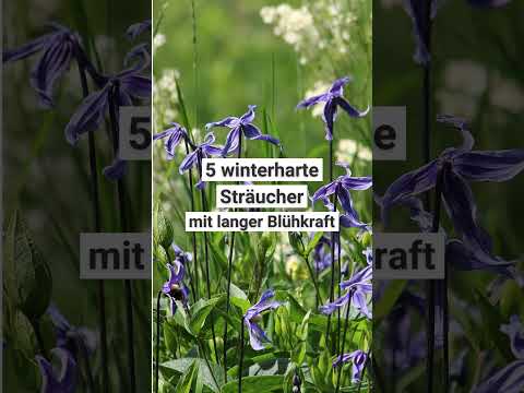 5 winterharte Sträucher mit besonders langer Blühkraft 🌺
