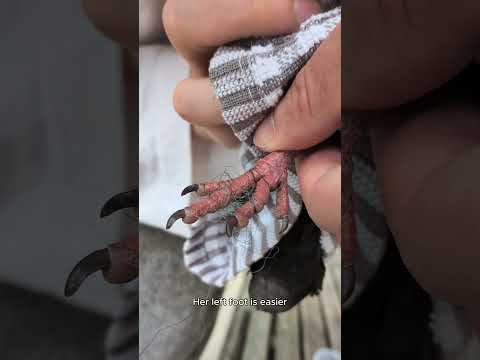 Catching and de-stringing a fledgling pigeon #animalrescue #pigeon #animalrescue #birds #manchester