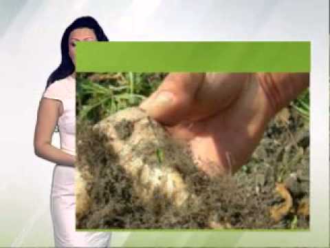 Zelena prognoza 5.3.2015. - Repina cistolika nematoda