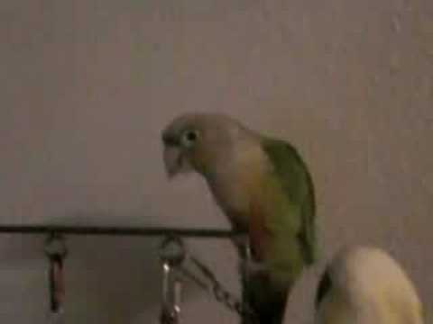 HANAN vs MAHMOUD ~The Feather Fight~