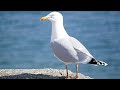 100 PURE SEAGULLS NOISE SOUND OF NATURE 10h
