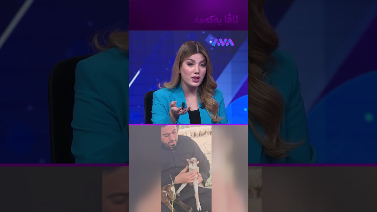 ڤیدیۆ | کاریلەیەکی دەگمەن لە چەمچەماڵ لەدایکبووە