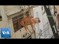 Cows Hoisted From Rooftop Ahead Of Eid Al Adha In Pakistan