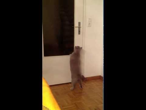 O gato que apre a porta