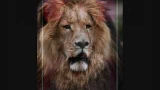 The Conquering Lion ~ Music by Lauren Hill, videograph by MIR.wmv