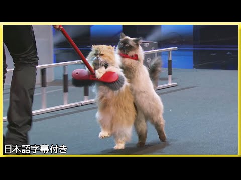 【和訳】さらなる難易度... ネコが第二予選に挑む | AGT 2018