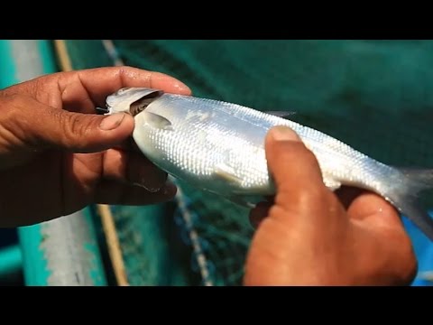 Fish Kill Prevention and Feeding Management | TatehTV Episode 01 Video