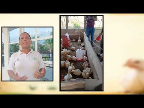 PRESENTACION GRANJA DE POLLOS CLEM _GRUPO ASOCIATIVO - CAMPESENA _CLEMENCIA BOLIVAR
