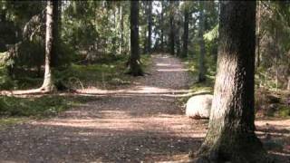 Tien selvemmin nään ("You Light Up My Life", cover in Finnish) - Maggie